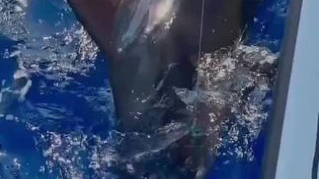 #这鱼哪个钓友看了不羡慕 #每个钓鱼人都有个百斤巨物梦 #海钓