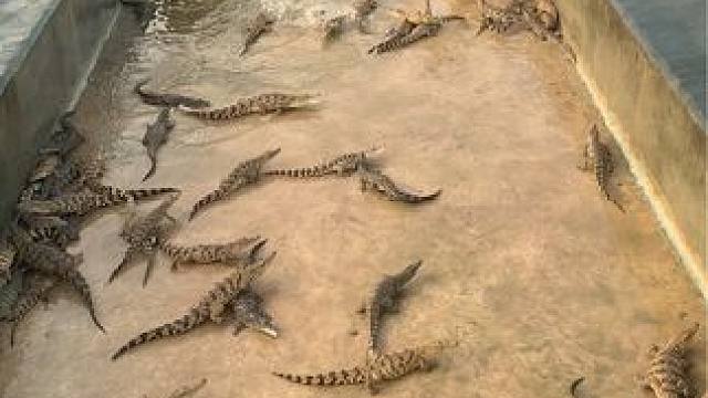 专业人都是跳下去的，都不带担心受怕的，踩鳄鱼就跟踩蚂蚁似的#危险动作请勿模仿