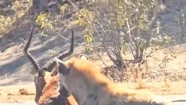 主任鬣狗收获一顿大餐 #国外视频分享 #野生动物零距离 #鬣狗