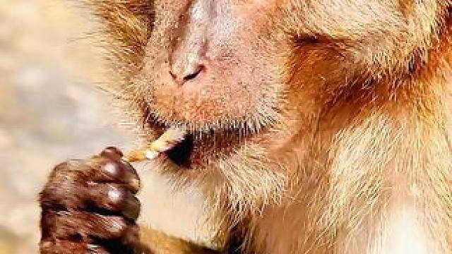 小螃蟹的逃跑速度惊人#动物世界