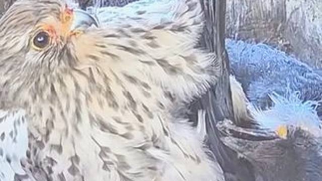 动物世界弱肉强食#捕猎瞬间#动物世界