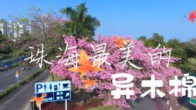 珠海最美的一颗异木棉 海天驿站这棵盛开的异木棉花团锦簇、繁花似锦，游客们纷纷到此拍照留影，成为情侣路