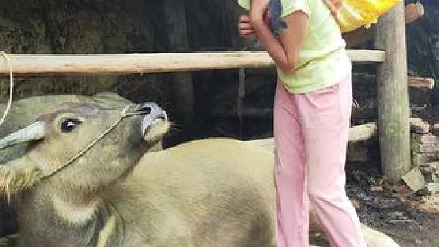 牛仔听到要开工干活瞬间不美丽了，哈哈