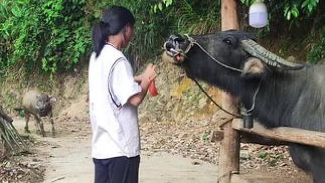 #田园生活 #记录我的乡村生活 #放牛的生活 #三农