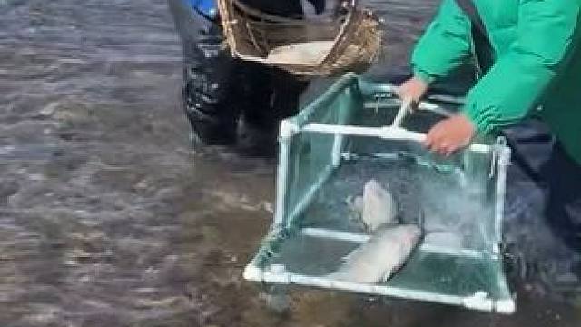 #户外捕鱼 #好多鱼