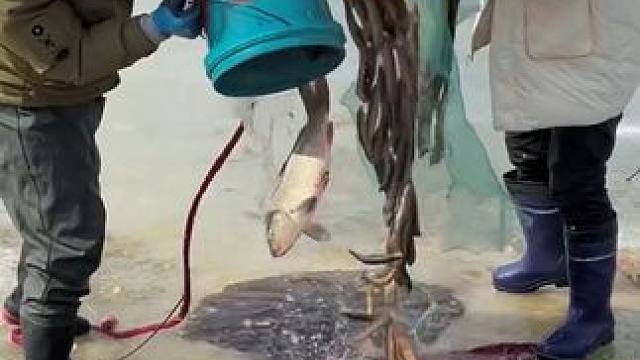 #户外捕鱼 #好多鱼