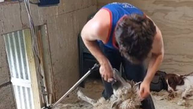 这下凉快多了 #国外视频分享 #羊了个羊 #剪羊毛