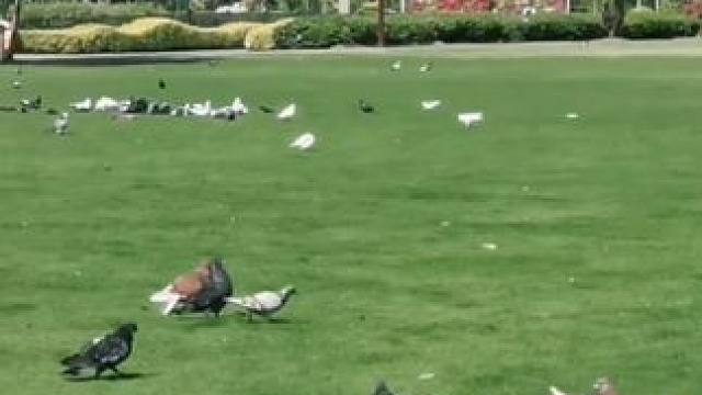 厦门白鹭洲鸽子广场。多么美的画面！#厦门人气景点推荐 #手机摄影 。