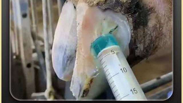 好久没见过这么会喷的牛蹄了#修蹄 #助眠 #解压 #治愈系 #强迫症