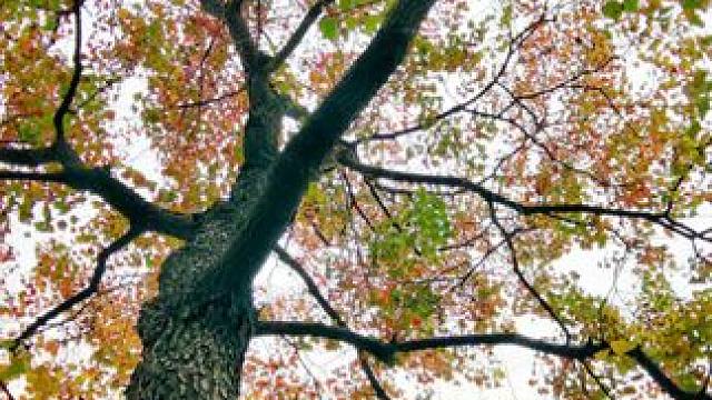 #身边的风景 #落叶深秋