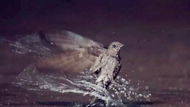 泰国北部的谭罗德洞穴中，有25万余只雨燕在此栖息，为数不多的筑巢点引起了雨燕的相互缠斗，如若不慎掉入