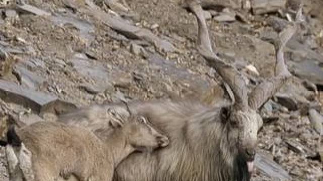 泰国北部的谭罗德洞穴中，有25万余只雨燕在此栖息，为数不多的筑巢点引起了雨燕的相互缠斗，如若不慎掉入