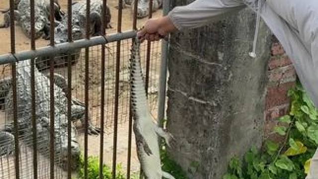 看看鳄鱼吃不吃同类……