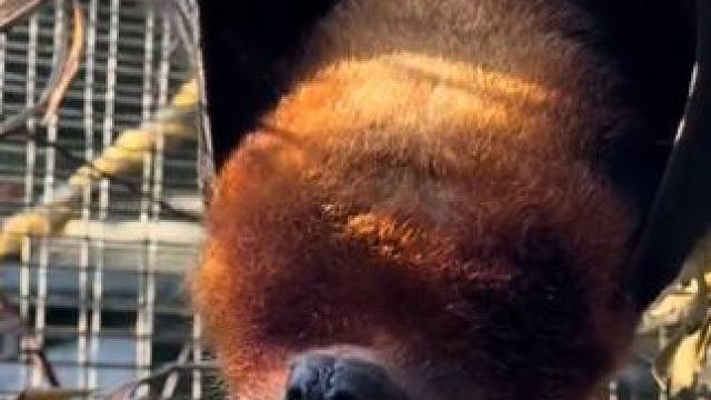 宠物狐蝠玩玩具 #国外视频分享 #奇妙的动物 #宠物