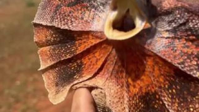 恐龙还活着 #国外视频分享 #野生动物零距离 #伞蜥