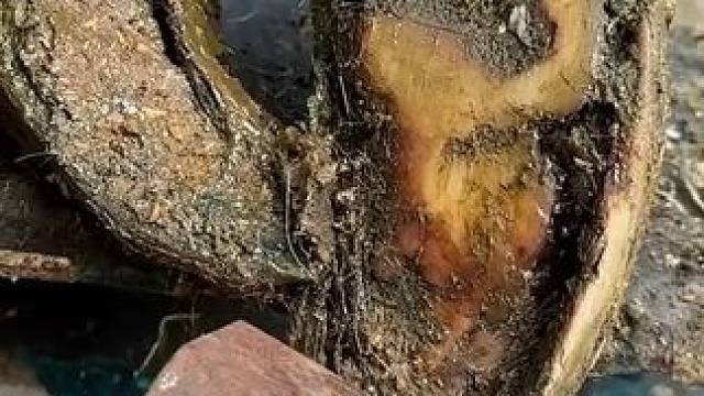 硕大的蹄角竟然没有一点磨损#解压 #修牛蹄