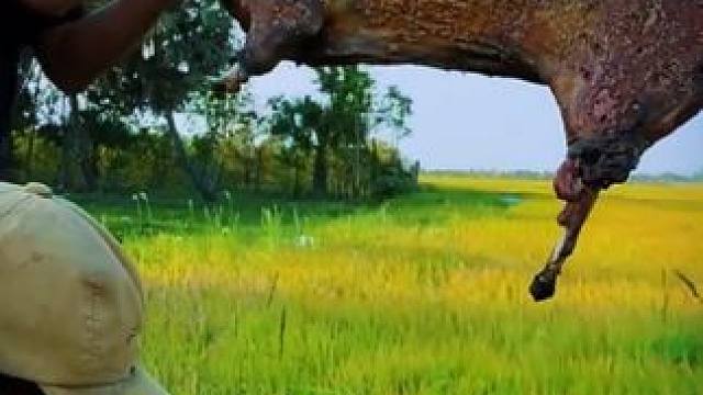 东南亚乡村美食 #泰国生活 #东南亚风情 #田园生活乐趣多