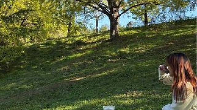 海洋的银杏要黄了哦，今年你想约谁一起看呢？ #露营 #银杏黄了 #山里dou是好风光 #海洋银杏 #