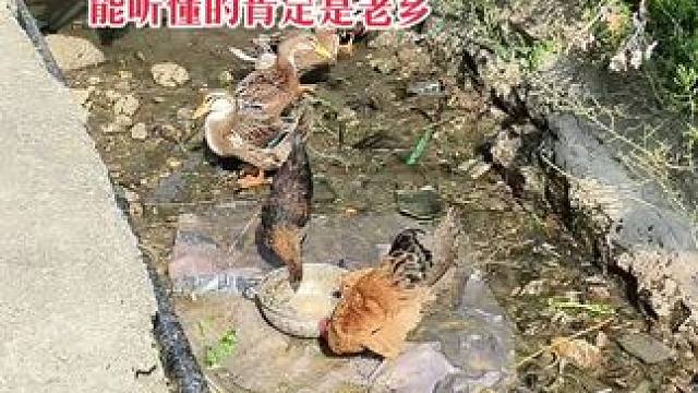 这些方言能听懂的就是老乡！#童年回忆 #我的乡村生活 #大山深处自然美山清水秀好风光 #远离城市的喧