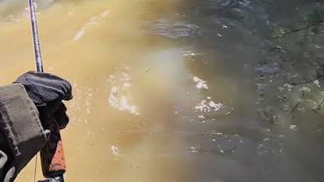 #这鱼哪个钓友看了不羡慕 #每个钓鱼人都有个百斤巨物梦