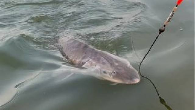 #这鱼哪个钓友看了不羡慕 #每个钓鱼人都有个百斤巨物梦