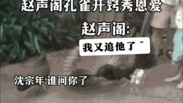 原来如此啊～ #奇洛李维斯回信 #广播剧 #漫播 #赵声阁 #沈宗年