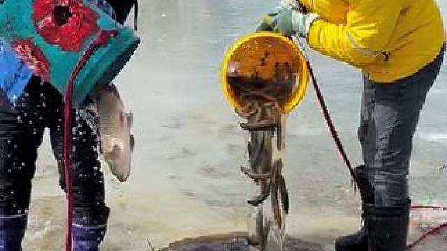 #户外捕鱼 #好多鱼