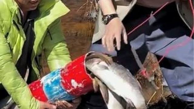 #户外捕鱼 #好多鱼