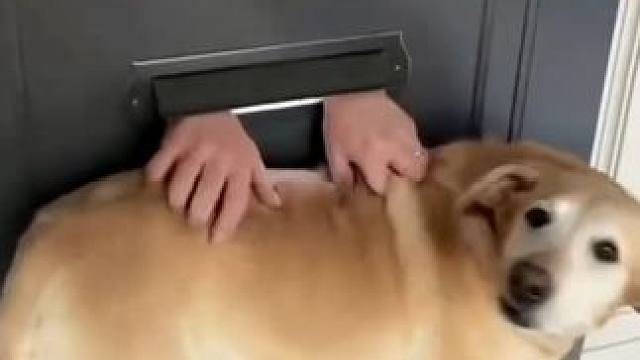 我也要rua小狗！#萌宠 #金毛 #温馨