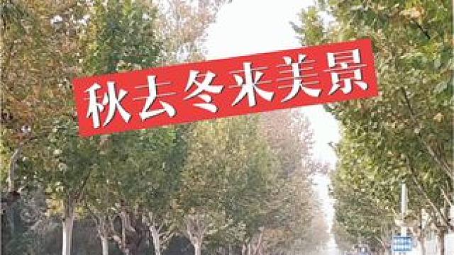 冬天里的风景，美景如画 #北方过冬广东过春天 #秋天落叶 #一起来拍秋天 #随手一拍都是美景