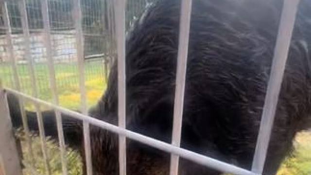 落入陷阱的野猪野性十足 #国外视频分享 #野生动物零距离 #野猪