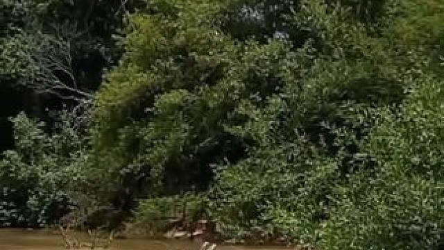 美洲豹捕食鳄鱼 #国外视频分享 #野生动物零距离 #美洲豹vs鳄鱼