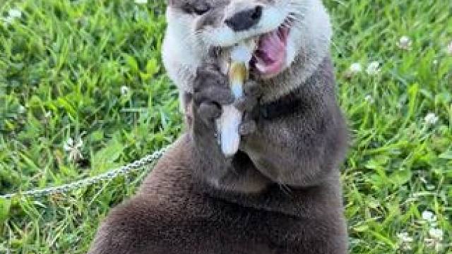 宠物水獭 #国外视频分享 #奇妙的动物 #宠物