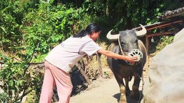 套上牛嘴巴出山放牛啦，花花也很听话#田园生活 #记录我的乡村生活 #放牛的生活