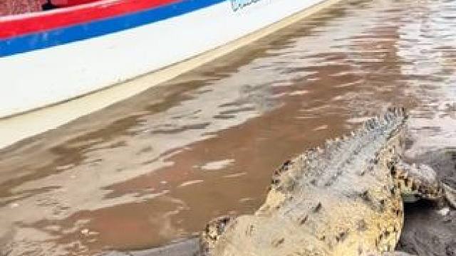 随机叼走一位幸运观众#国外视频分享 #野生动物零距离 #鳄鱼