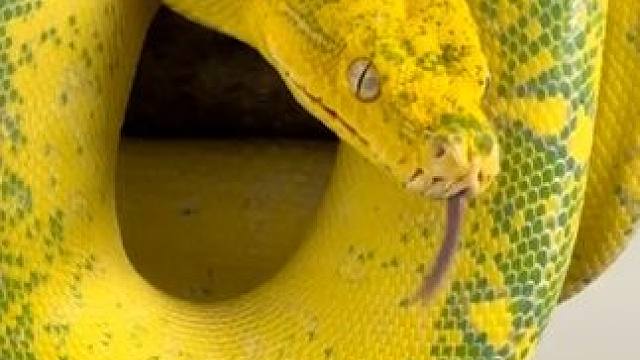 #国外视频分享 #奇妙的动物 #宠物