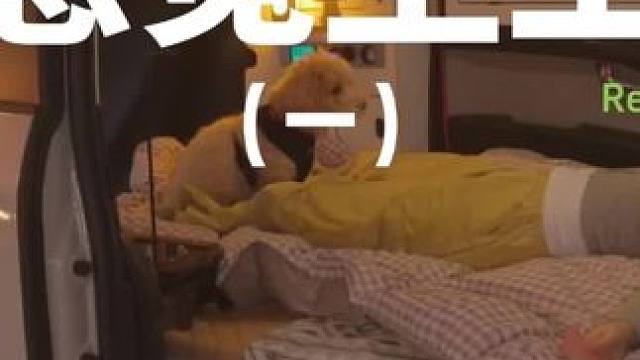 感觉至上（一）最喜欢在静静的山林里和狗狗一起露营的感觉#露营 #助眠 #解压 #萌宠 #户外露营