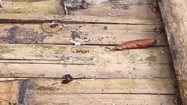 福寿螺美食 #昆虫美食 #人间美食