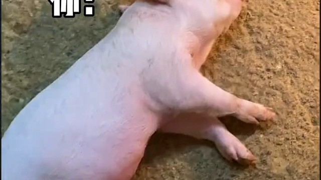 每次上班起床都困的像头猪