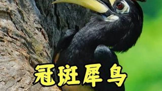 冠斑犀鸟，会把老婆关禁闭的奇鸟，一生只爱一只鸟 #动物世界 #动物园 #冠斑犀鸟 #动物的迷惑行为 