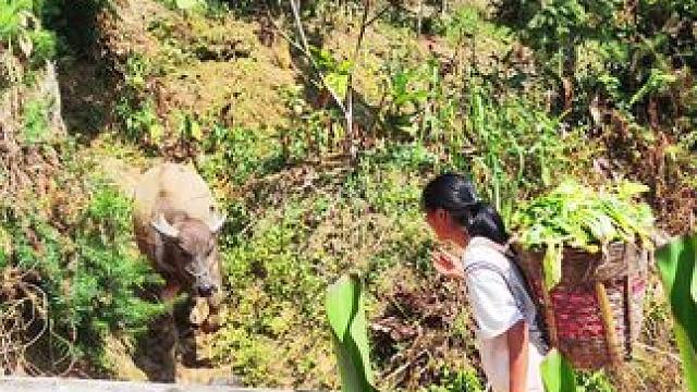 牛仔就像个小朋友一样，每天干活都粘着我#田园生活 #记录我的乡村生活 #放牛的生活