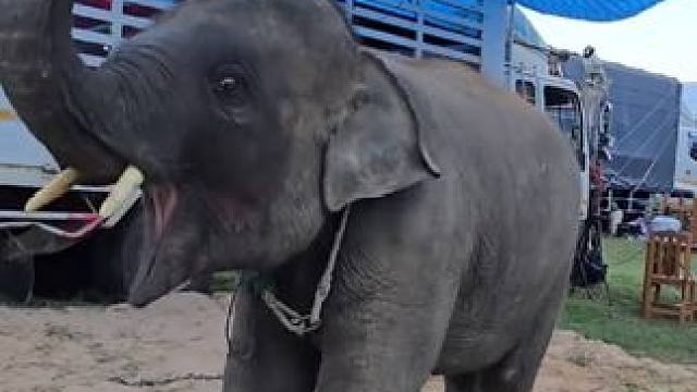 泰国宠物小象嗨起来 #国外视频分享 #奇妙的动物 #宠物