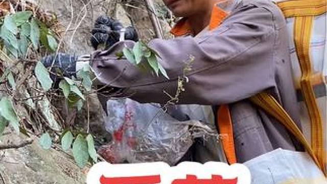 生活哪有容易二字，谁都只能为自己的梦想而奔波着！#大自然的馈赠 #我的乡村生活 #采药人