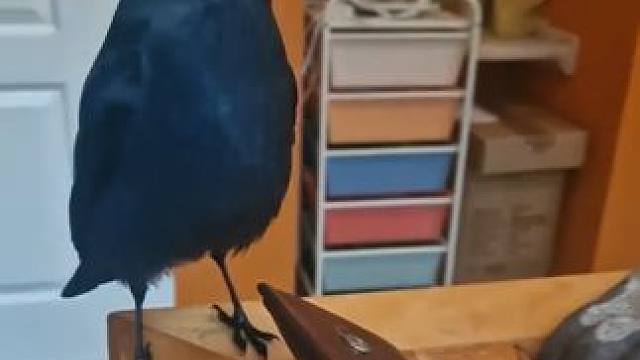 聪明的乌鸦 #国外视频分享 #奇妙的动物 #宠物