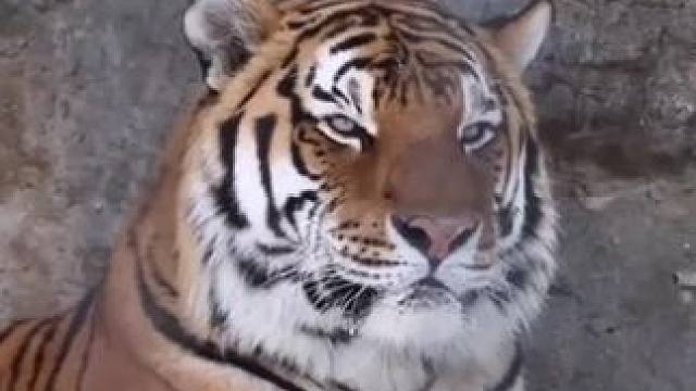 路虎也是虎，会咬人怎么了#汽车#万万没想到#路虎