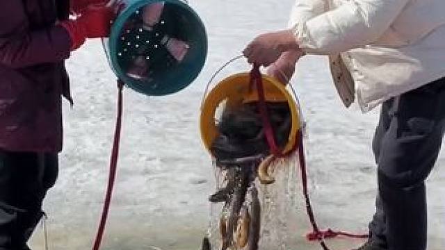 #户外捕鱼 #好多鱼