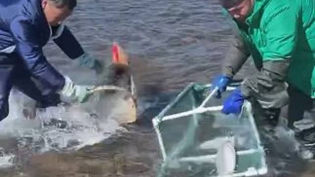 #户外捕鱼 #好多鱼