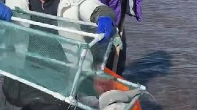 #户外捕鱼 #好多鱼