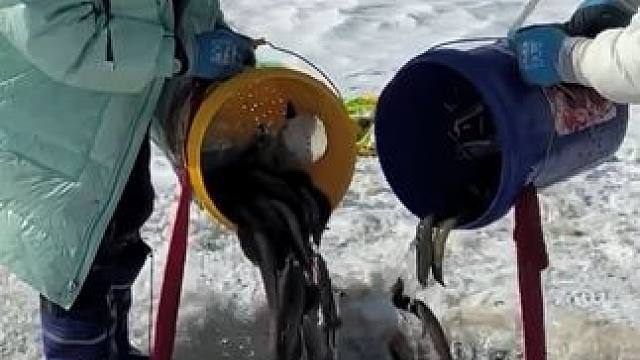 #户外捕鱼 #好多鱼