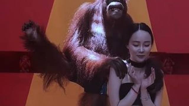 泰国网红猩猩与游客合影 #国外视频分享 #猴子成精 #泰国网红猩猩